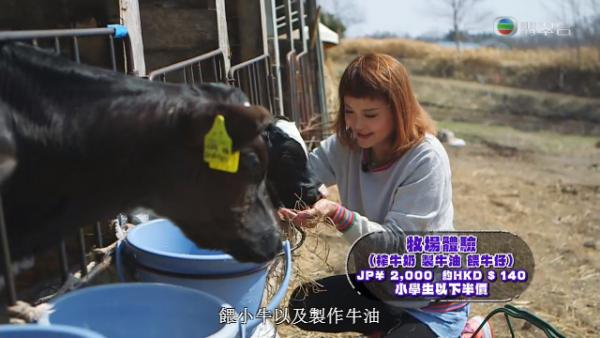 成吉思汗烤肉/擠牛奶體驗 杜如風《北海道攻略》第三集景點整理