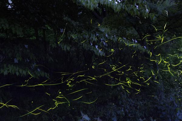 夜空看10,000隻螢火蟲飛舞 長野縣「日本一」賞螢火蟲名所 辰野町童謠公園