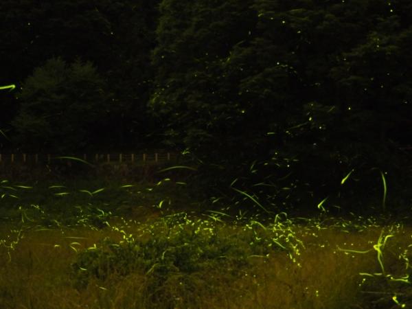 夜空看10,000隻螢火蟲飛舞 長野縣「日本一」賞螢火蟲名所 辰野町童謠公園