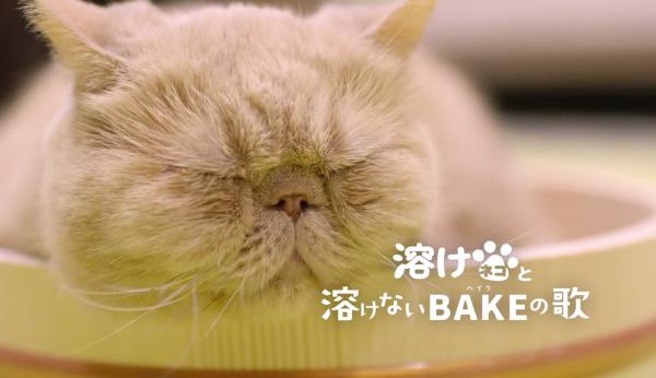 萌貓做主角！ 日本療癒系朱古力廣告