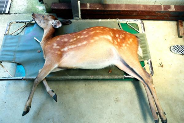 有奈良母鹿被刺傷頸部 經治療後已無大礙