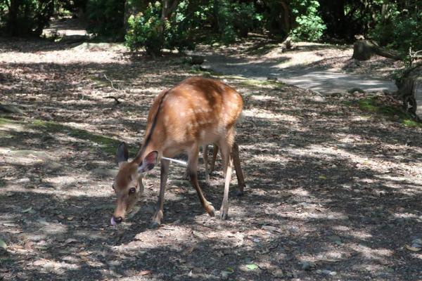 有奈良母鹿被刺傷頸部 經治療後已無大礙