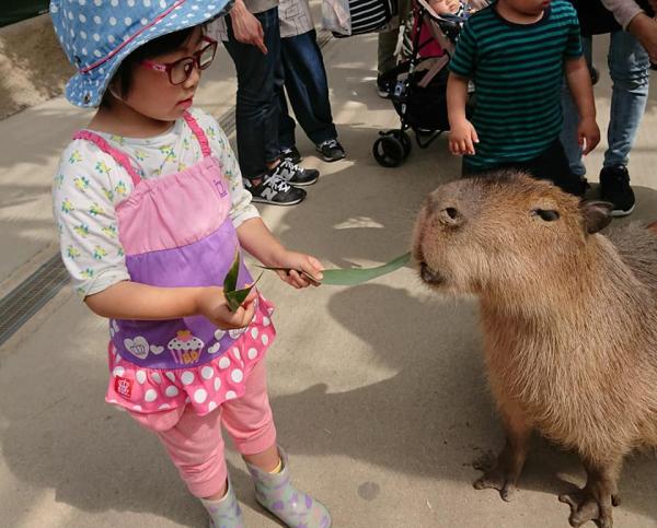 日本水豚浸溫泉 神戶動物王國