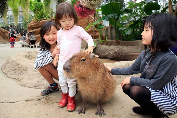 日本水豚浸溫泉 神戶動物王國