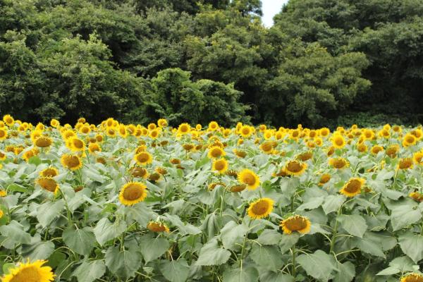 夏日8大「黃金迷宮」 東京近郊成田牧場向日葵祭