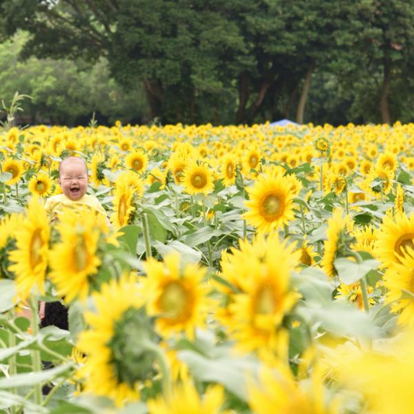 夏日8大「黃金迷宮」 東京近郊成田牧場向日葵祭