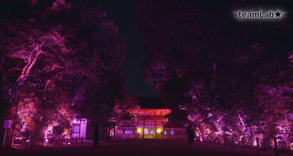 現代燈光技術與大自然融合 teamLab x 京都神社 8月光之祭
