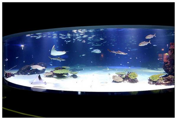 超夢幻水中美人魚表演！ 首爾63海洋世界
