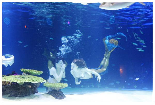 超夢幻水中美人魚表演！ 首爾63海洋世界