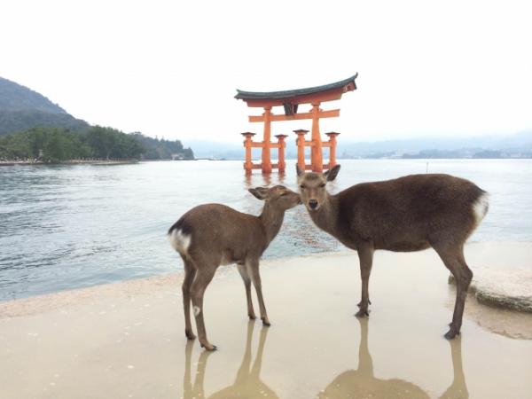 封閉前最後機會！ 嚴島神社大鳥居6月起進行大維修