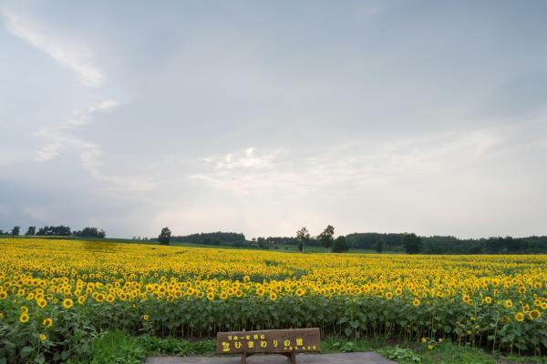 日本最大型花田 北海道150萬朵向日葵花祭
