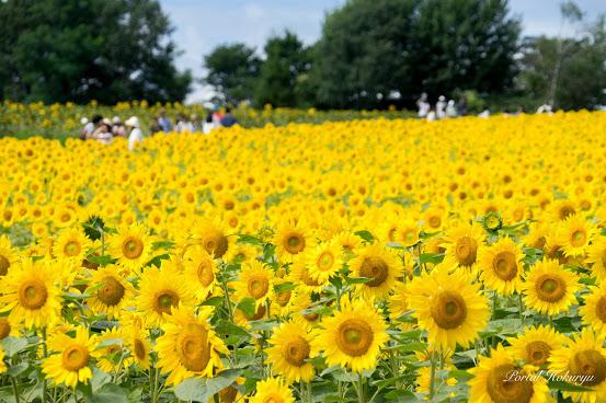 日本最大型花田 北海道150萬朵向日葵花祭