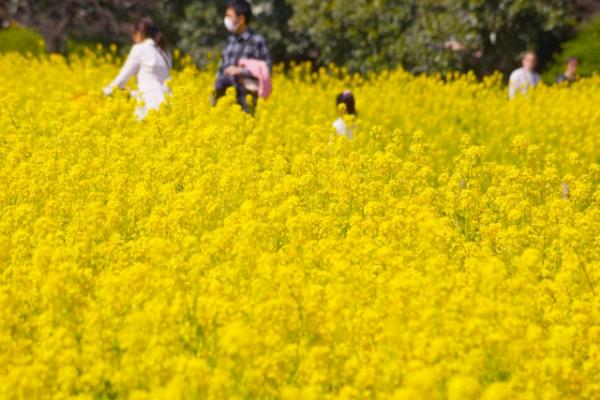 日本賞花 花季
