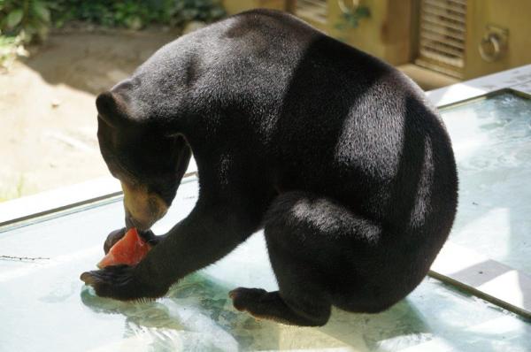動物們的夏日福利 日本動物園送上水果冰消暑降溫