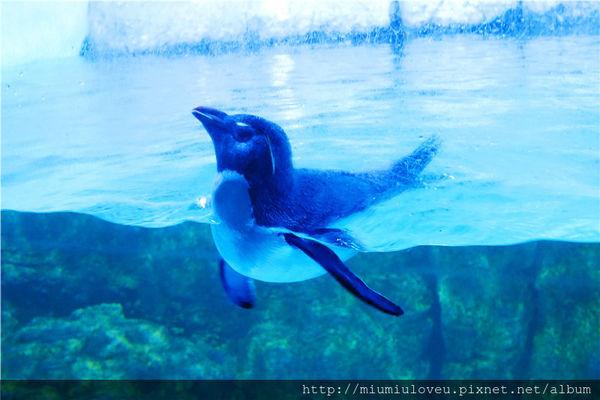 零距離接觸海豚企鵝水獺！ 東京近郊橫濱八景島海島樂園