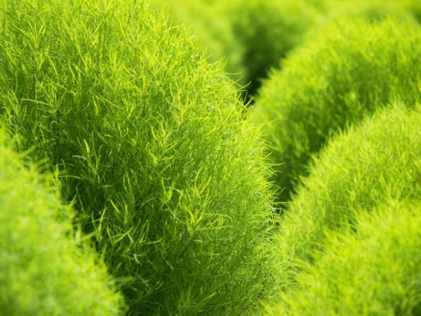 掃帚草，另稱地膚草，是外觀猶如絨毛球的草本植物。在夏季的時候能看見綠油油、圓碌碌的掃帚草。