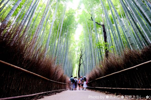 京都 景點 嵐山竹林