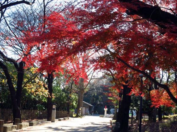 東京10大紅葉景點推薦 飛鳥山公園