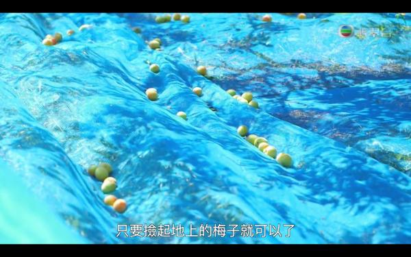 《森美旅行團2》第五集行程整理 和歌山溫泉旅館+溫泉蛋+摘梅體驗