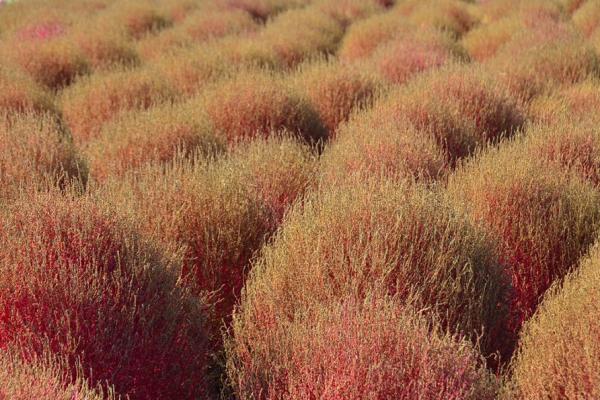 賞紅色掃帚草花海！ 東京近郊國營常陸海濱公園掃帚草嘉年華