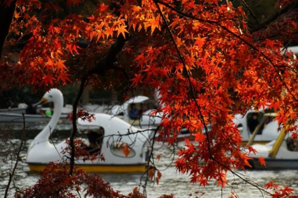 受持續高溫影響 日本楓葉或較往年遲轉紅