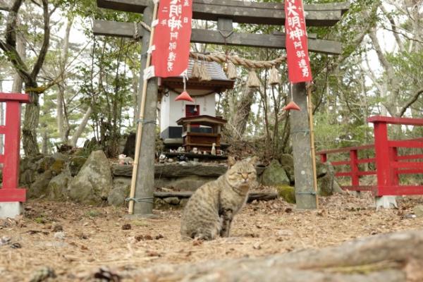 相傳古時田代島以養蠶為生，為了驅趕養蠶的大敵－老鼠而開始在島上飼養貓咪。島上除了有很多可愛貓咪之外，亦有一座專祭祀貓咪的貓神社。