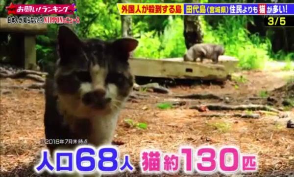 這是個貓奴必去的小島！島上的居民只有六十多名，但貓咪卻有過百隻，曾被CNN選為世上六大貓奴必去地方之一。