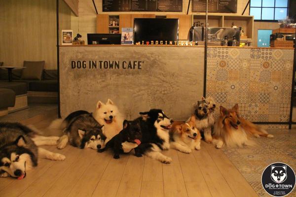 位於曼谷的Dog In Town Café就最適合不過！這間咖啡店有很多不同種類的小狗大狗，店門外有一大片草地定時讓狗狗跑步活動。