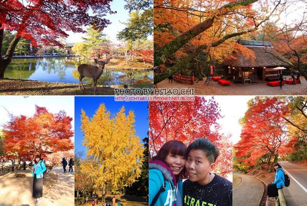 奈良公園～火紅楓葉+超大銀杏