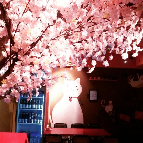每日限量可愛白貓咖哩！首爾平價日式小店