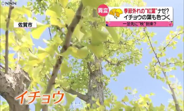 據日本媒體報道，九州佐賀縣佐賀市已經出現一片黃金色的景象。往年10月才會變黃色的銀杏，在28日經已有9成變色。