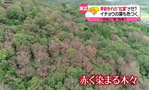 另一邊廂，兵庫縣篠山市的山區裡發現樹木紅綠交錯，驟眼看以為是楓葉經已變紅。