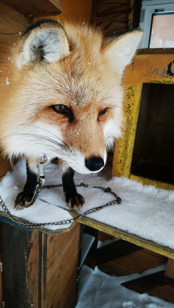 與毛茸茸小狐狸親密接觸 日本宮城縣藏王狐狸村