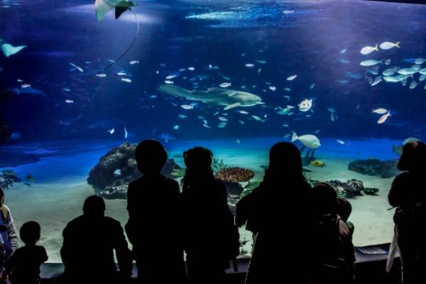 第6位：東京都 陽光水族館 (Sunshine Aquarium) 1,970,000人 以「天空的綠洲」為概念，可在館內欣賞多種海洋生物生態，同時具備娛樂休閒功能。去年已完成翻新工程，新增「天空的企