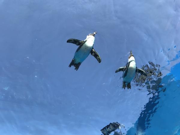 水族館翻新後其中一個人氣露天展示－天空的企鵝