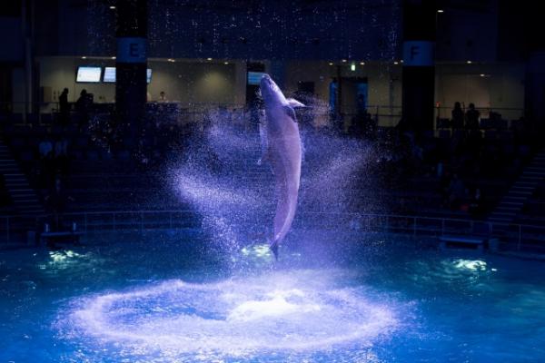 第7位：東京都 Aqua Park品川 1,744,682人 Aqua Park品川是個非一般的水族館，當中能以360度全方位欣賞海豚表演最受注目：搭配水幕的圓形海豚池再加上燈光及音樂效果，成為別具一