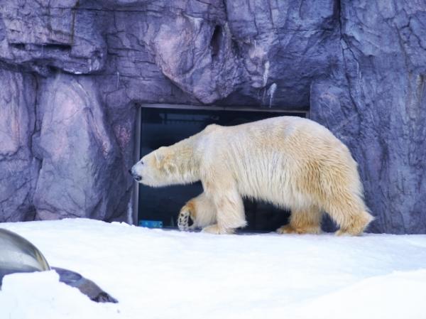 第9位：北海道 旭川市旭山動物園 1,429,618人 日本最北端的動物園，以獨特的行動展示呈現出動物的習性與生態，當中必去三大人氣館－海豹館、北極熊館及企鵝館，能夠欣賞到動物園獨創的行動展示。