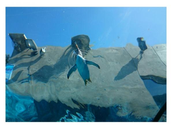 第9位：北海道 旭川市旭山動物園 1,429,618人 日本最北端的動物園，以獨特的行動展示呈現出動物的習性與生態，當中必去三大人氣館－海豹館、北極熊館及企鵝館，能夠欣賞到動物園獨創的行動展示。