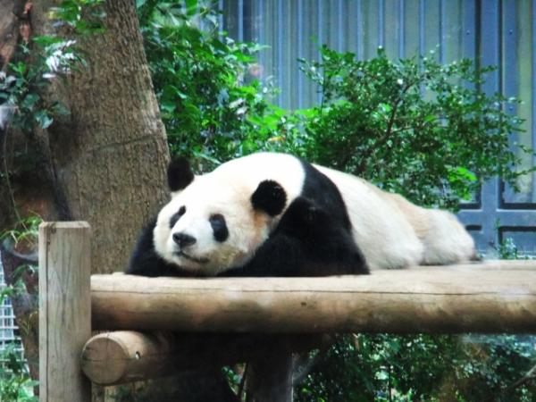 第1位：東京都 東京都恩賜上野動物園 4,500,412人 於1882年建成，是日本第一座動物園。上野動物園近期最受注目的莫過於是久違30年再次有熊貓在上野動物園出世，而且上野動物園也是日本首間並飼育