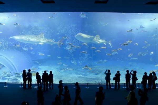 第2位：沖繩縣 沖繩美麗海水族館 3,780,000人 是沖繩的著名景點，館內設有一個水量達7,500公噸、世界第二大的水槽「黑潮之海」，館內飼養著世上最大的鯨鯊以及世上首次成功人工繁殖的鬼蝠魟。