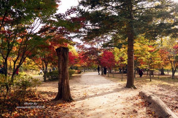 人生必去紅葉景點！韓國南怡島銀杏之旅