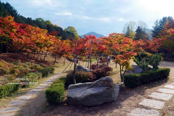 人生必去紅葉景點！韓國南怡島銀杏之旅