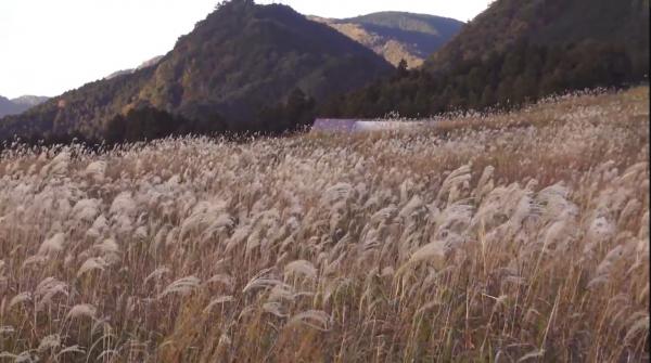 日本秋季影芒草聖地 奈良曾爾高原超美芒草海