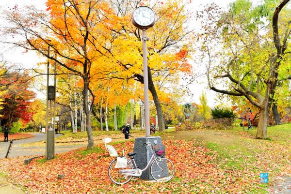 北海道 銀杏 紅葉 中島公園