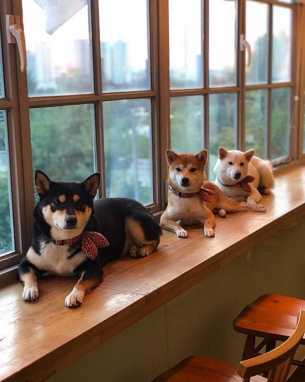 首爾梨泰院人氣柴犬三姊妹駐場甜品咖啡店