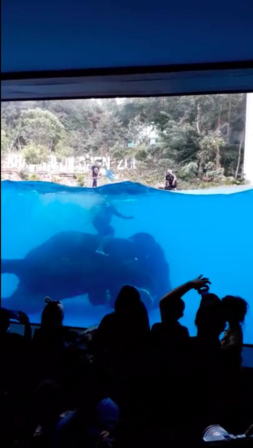 強迫大象學潛水跳舞表演 泰國動物園虐待動物捱轟