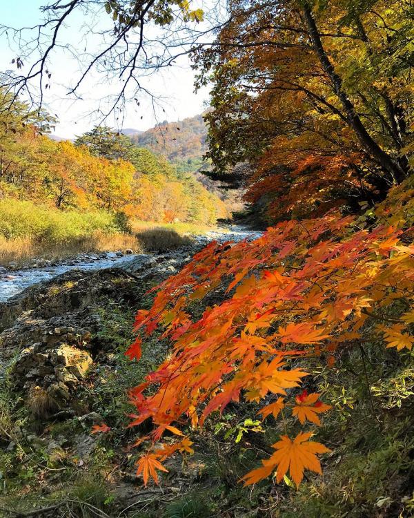 韓國洪川銀杏林正式開放 10月限定超美銀杏林！