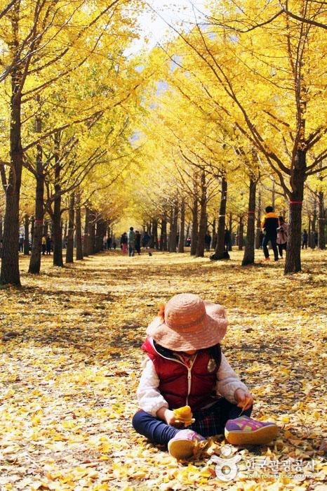 韓國洪川銀杏林正式開放 10月限定超美銀杏林！