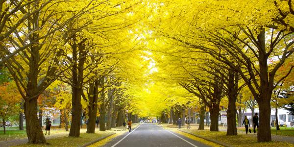 9月至11月是北海道的秋季，氣溫會由雙位數驟降至單位數，11月的溫度更會低至2度，因此在秋季出遊北海道亦要做足保暖的準備。