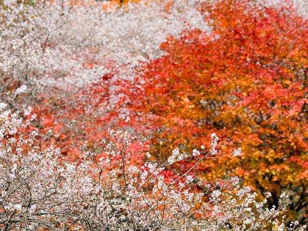 名古屋近郊小原四季櫻節 日本唯一一處可同時欣賞紅葉與櫻花！